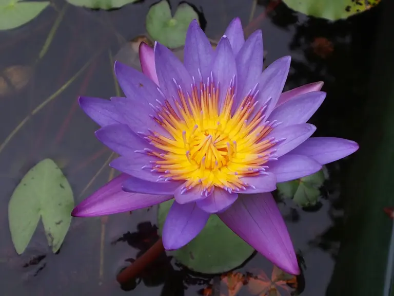 A purple lotus