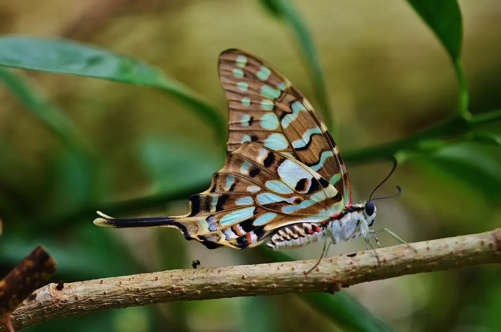 A butterfly on a flower
