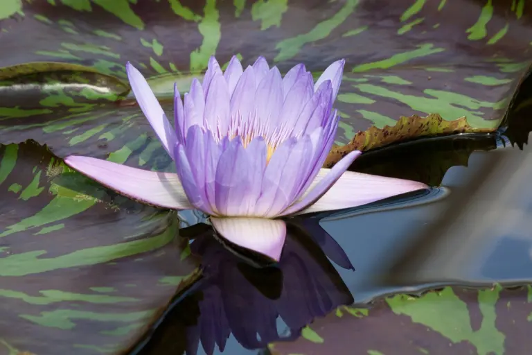 A water lily in bloom
