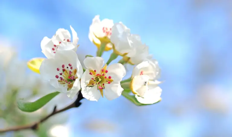 Apple blossoms in spring light