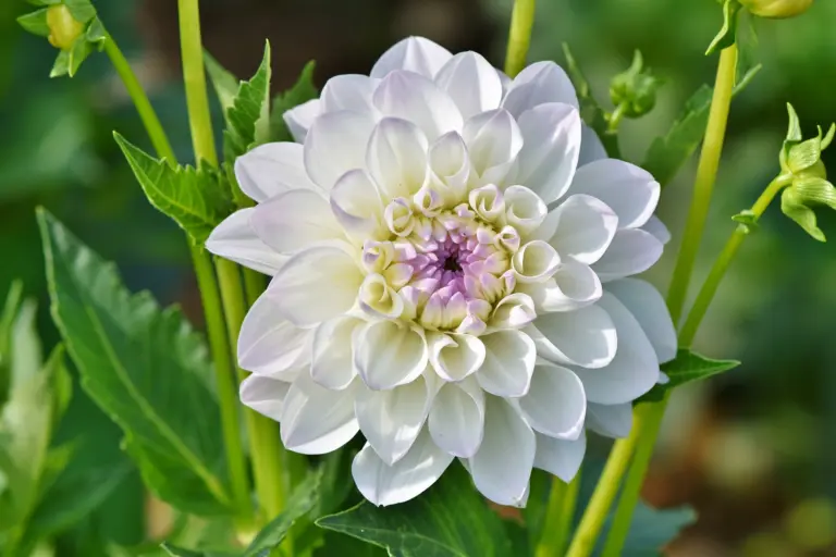A dahlia in bloom