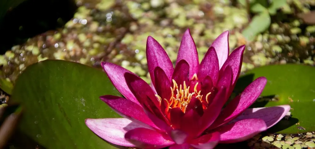 A red-violet water lily among lily pads